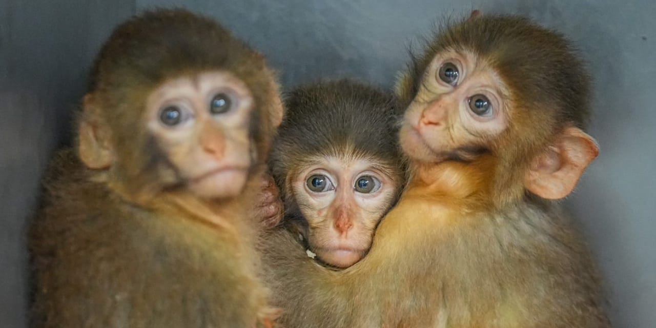 Kurtarılan makak yavrularından yeni görüntüler geldi