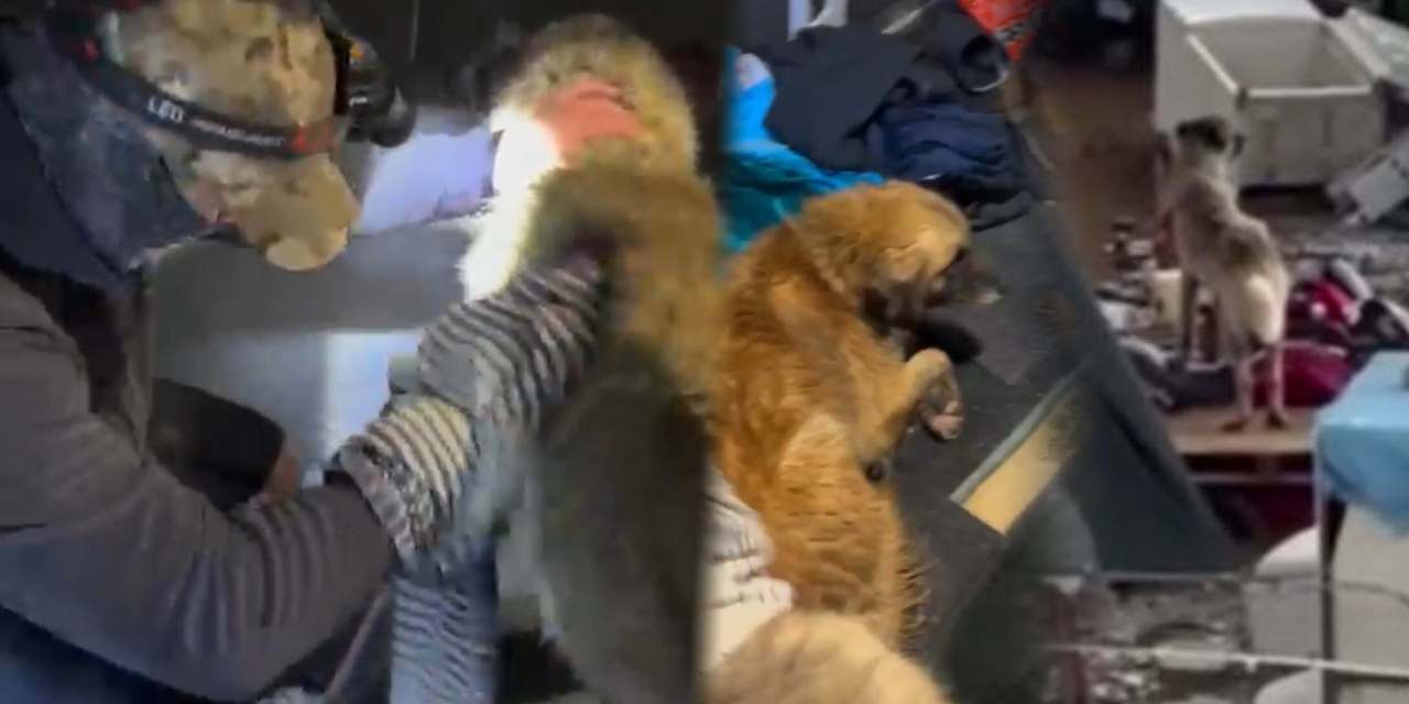 Selin ortasında mahsur kalan 2 köpek için seferber oldular!