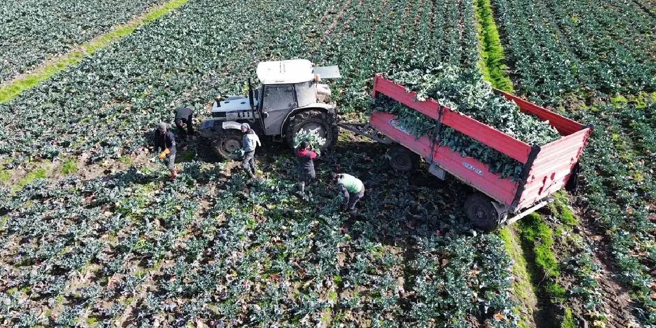 Samsun'da hasadı başladı: İstanbul, Bursa ve Ankara'ya paket paket gönderiliyor