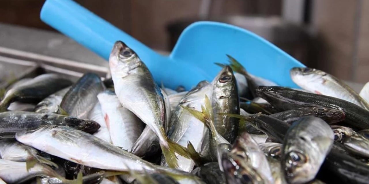 Hamsi tahtından oldu: Sadece bir ayda 1928 ton satıldı