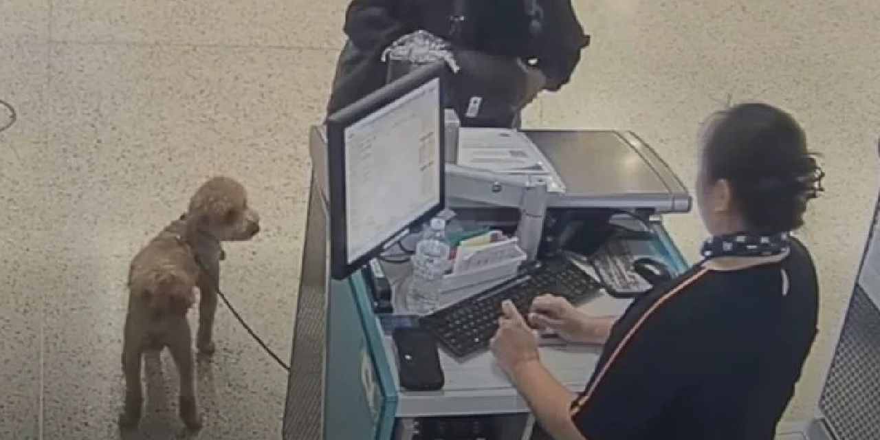 Köpeği uçağa alınmayınca bilet gişesine bağlayıp gitti