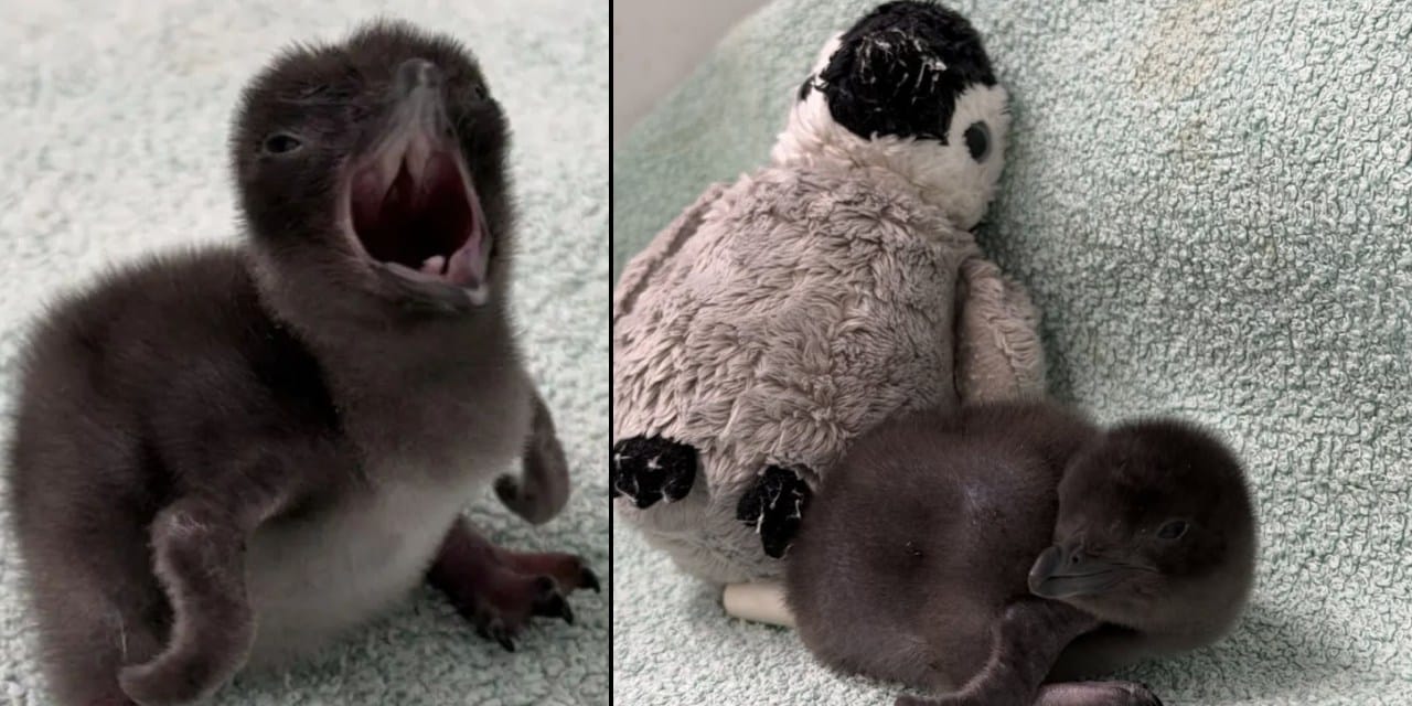 Peluşla teselli bulan penguen gündemde: Herkes Henry’yi konuşuyor