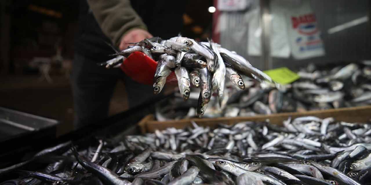 Kilimli Limanı'ndan 500 ton hamsi çıktı