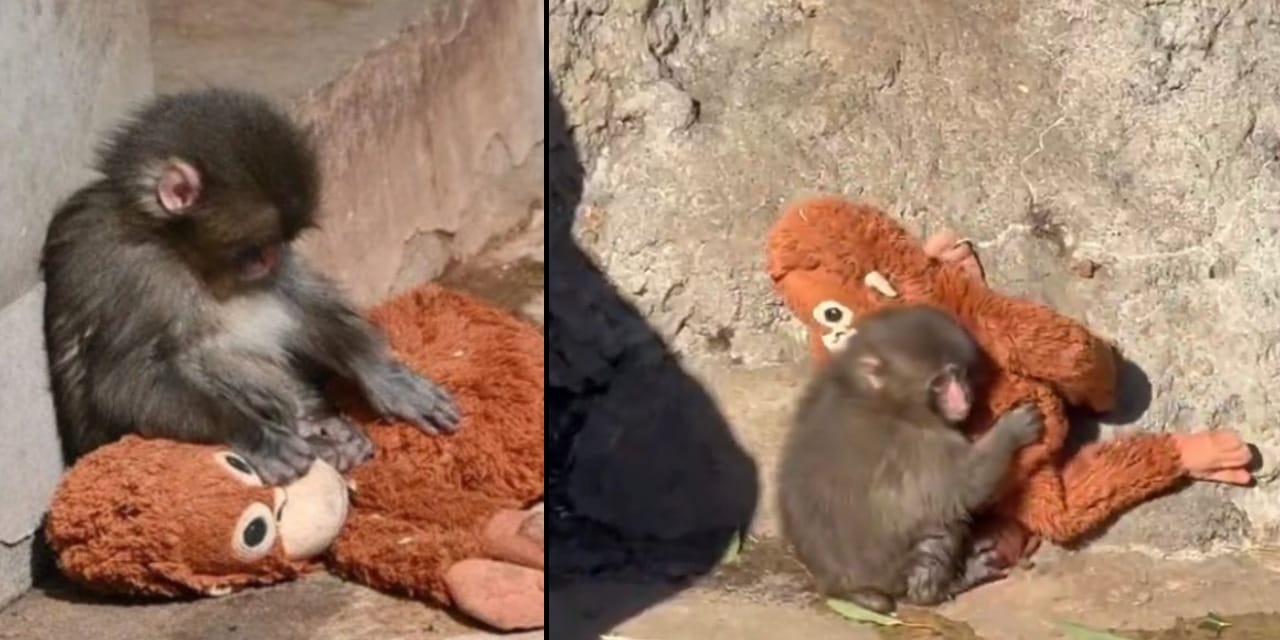 Punch’a saldırı şoku: Görüntüler sonrası yetkililerden açıklama geldi