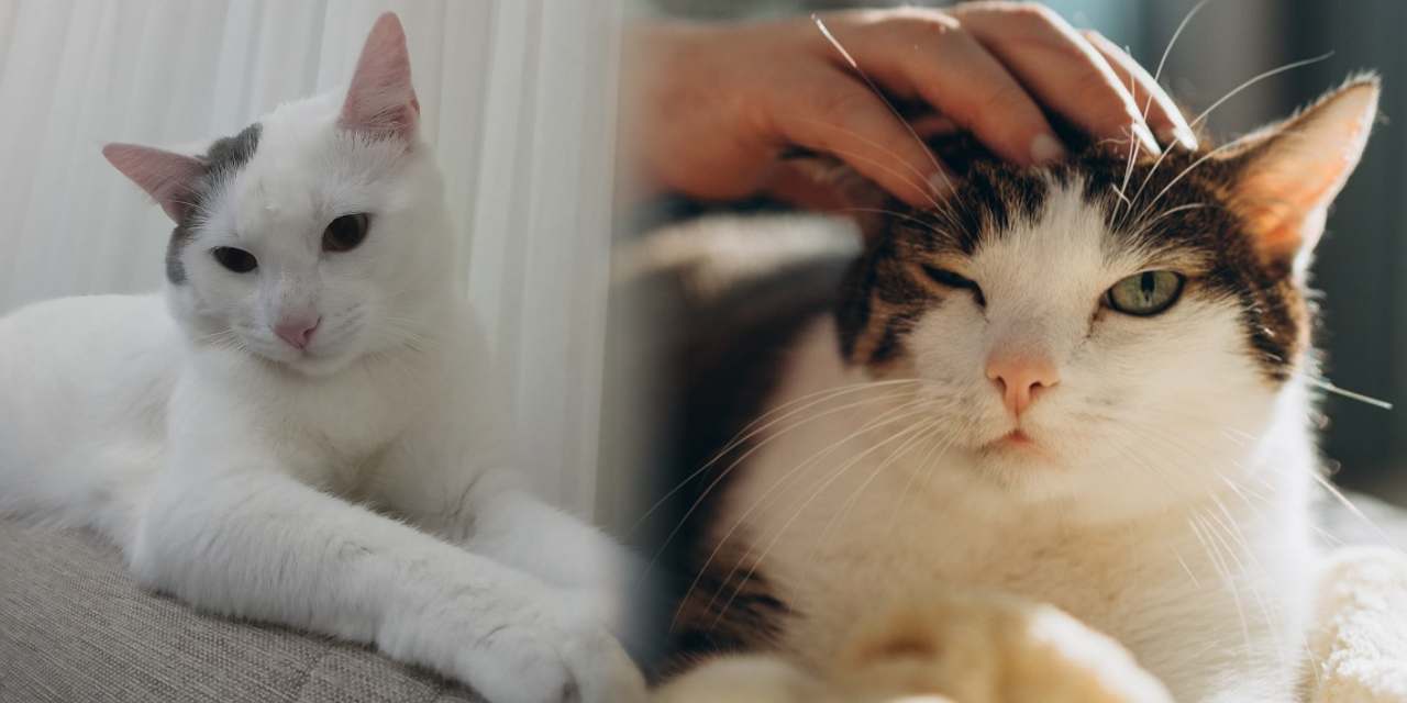 Kanser araştırmalarında çığır açan keşif! Umut evimizdeki kedilerde mi?