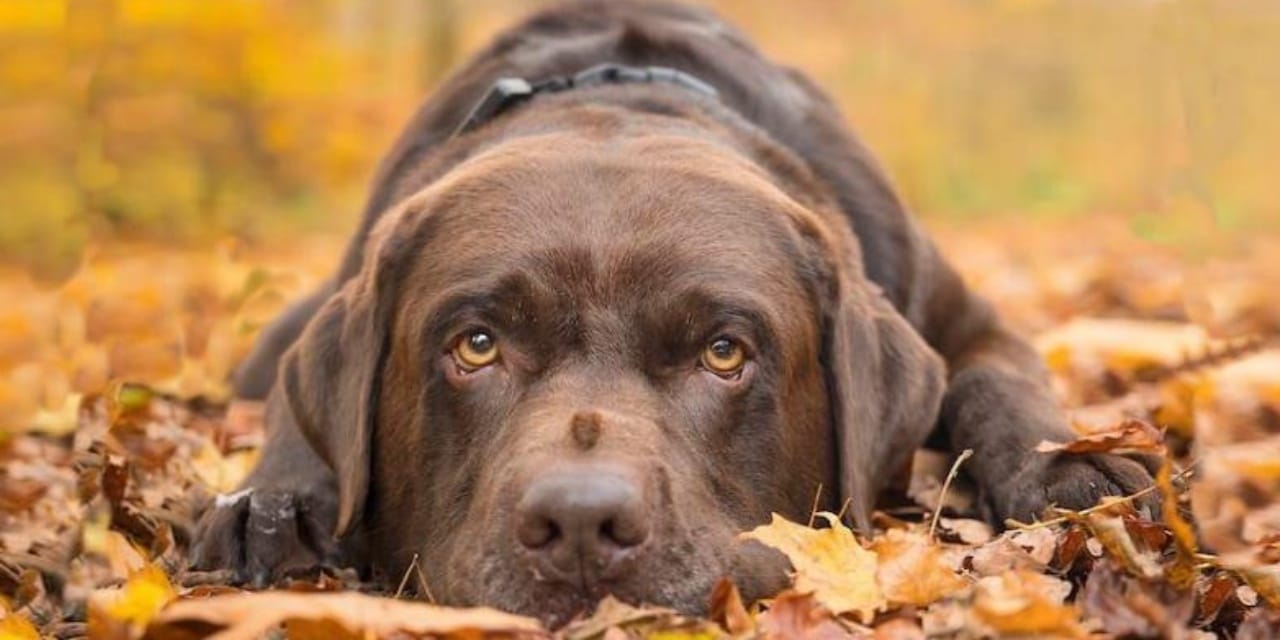 Köpekleri hayat kurtardı: Sahiplerinin iki kanserini birden fark etti
