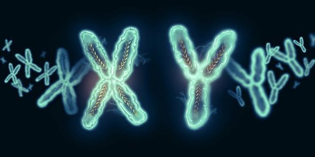 Erkekler yok olabilir: Bilim insanları açıkladı