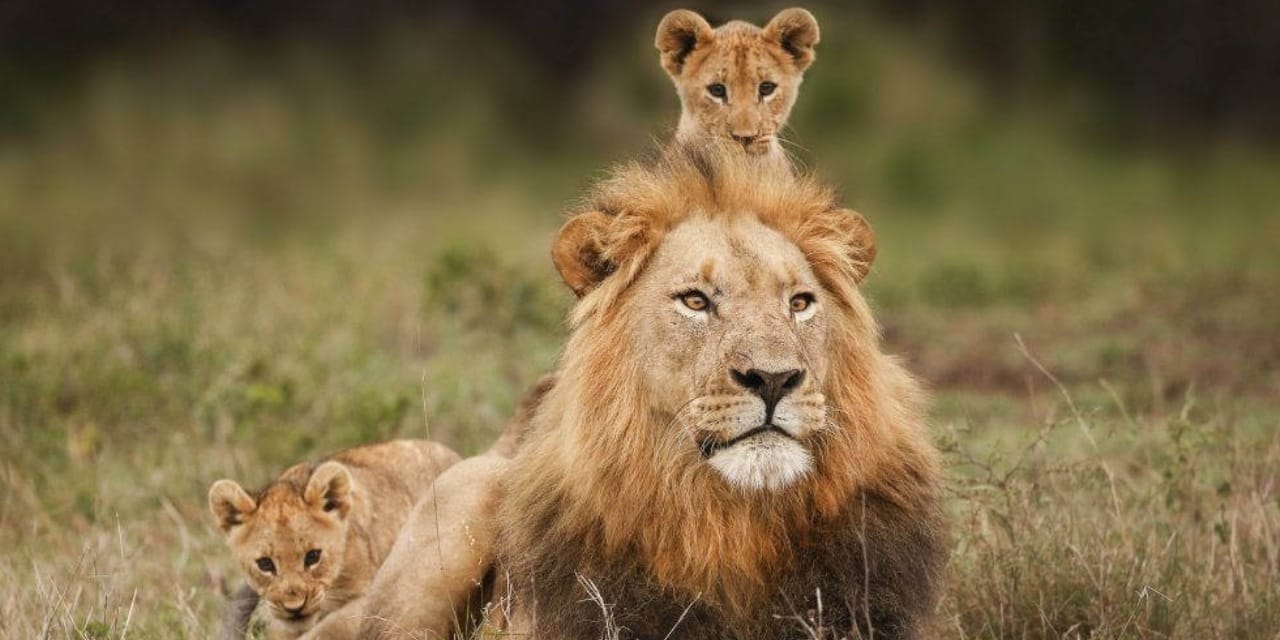 Tarihte ilk kez kullanıldı: Öldürülen aslan davasında sıradışı kanıt