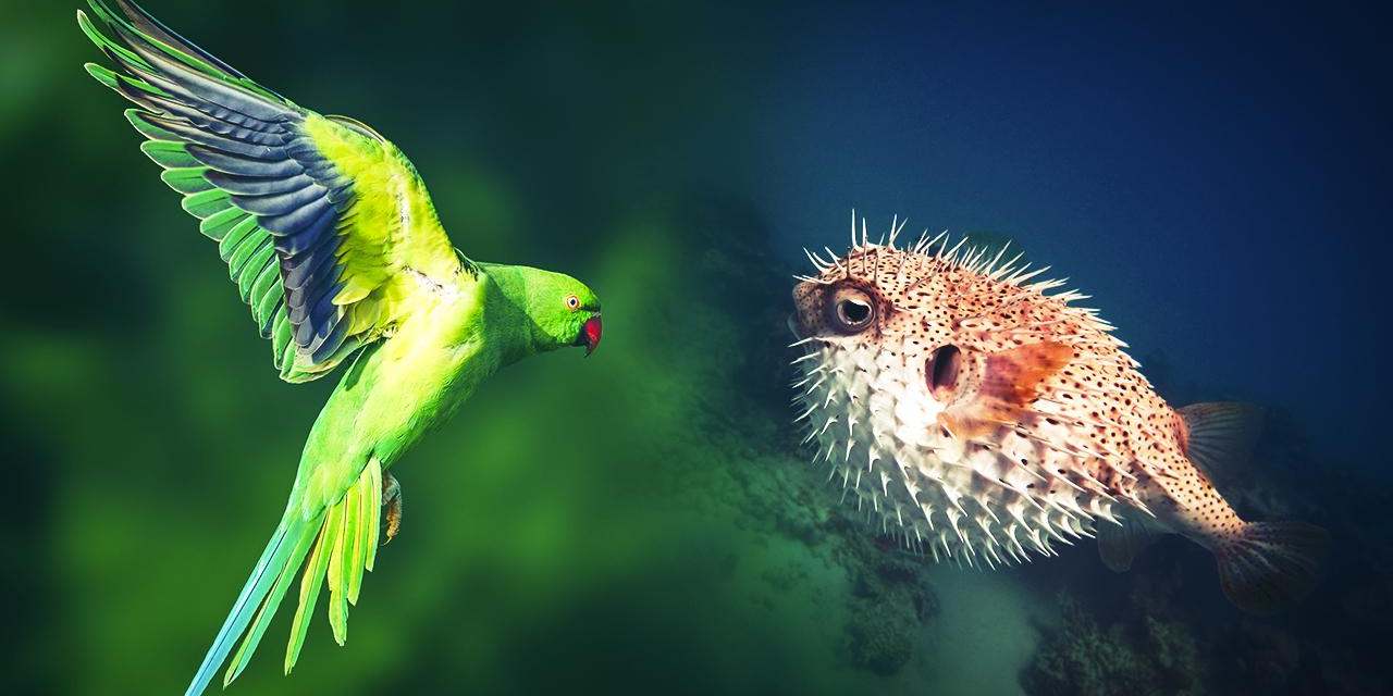 Türkiye'de istilacı türlere karşı yeni dönem