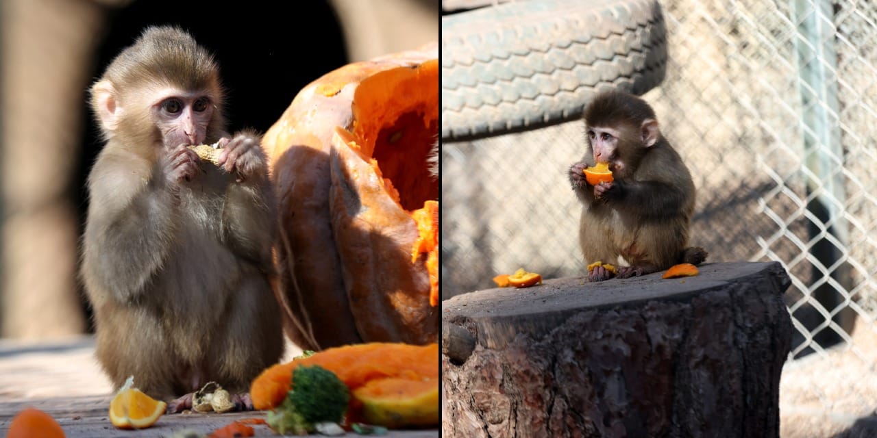 Kaçak getirildi şimdi ailesi var: 'Portakal' sahiplenildi