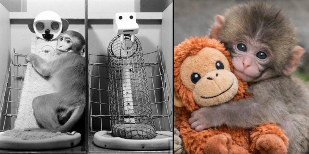 Peluşa sarılan Punch bilimin 70 yıllık gerçeğini hatırlattı