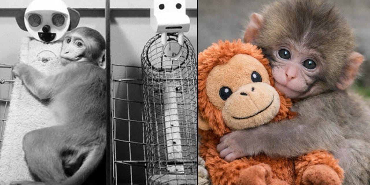 Peluşa sarılan Punch bilimin 70 yıllık gerçeğini hatırlattı