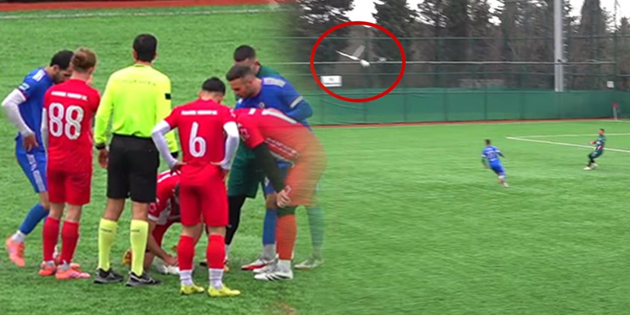 Kalecininin degajıyla vurulan martıyı stoper kalp masajıyla hayata döndürdü