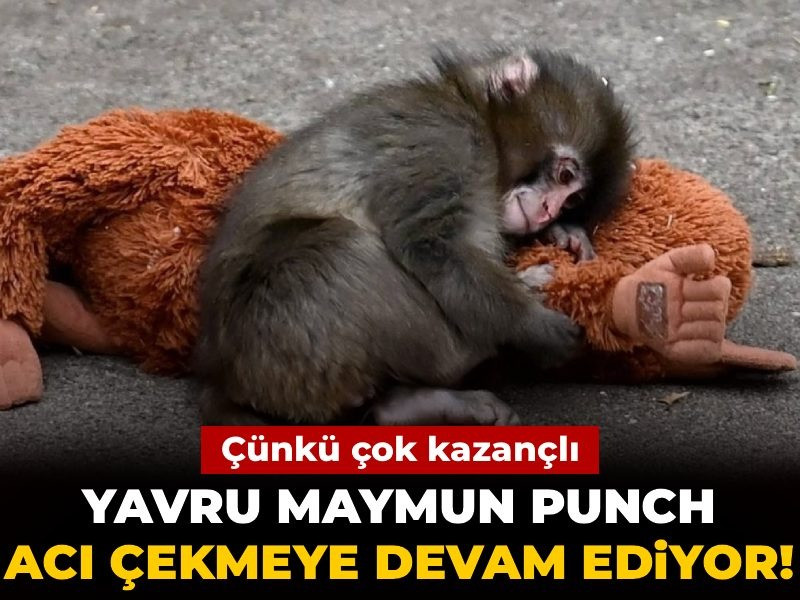 Yavru maymun Punch acı çekmeye devam ediyor! Çünkü çok kazançlı