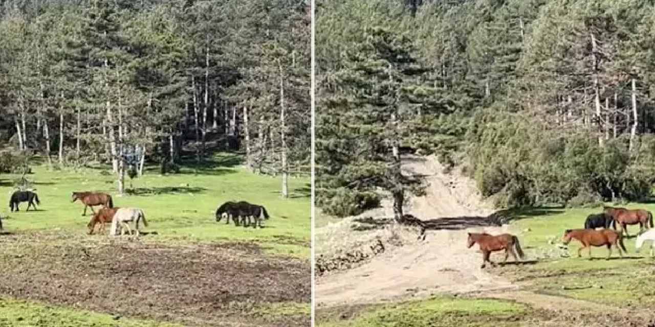 Yaylada gezerken görüntülendiler: Devriye görevindeki ekipler çekti