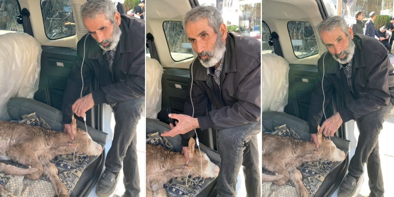 Serum takılan buzağısının başında uzun hava okudu