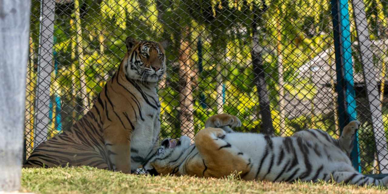 Turistik tesiste salgın iddiası: 72 kaplan yaşamını yitirdi