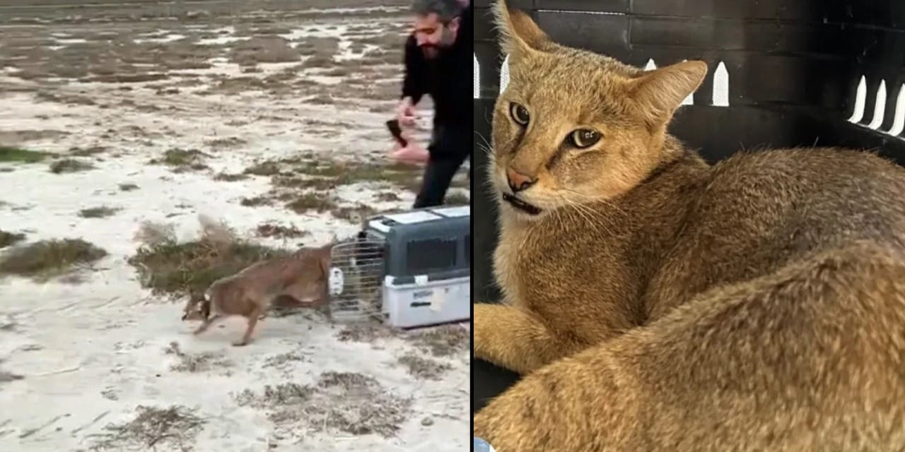 İstanbul’dan gelen tatilciler Bafa Gölü kıyısında buldu: 6 ay sonra doğaya salındı