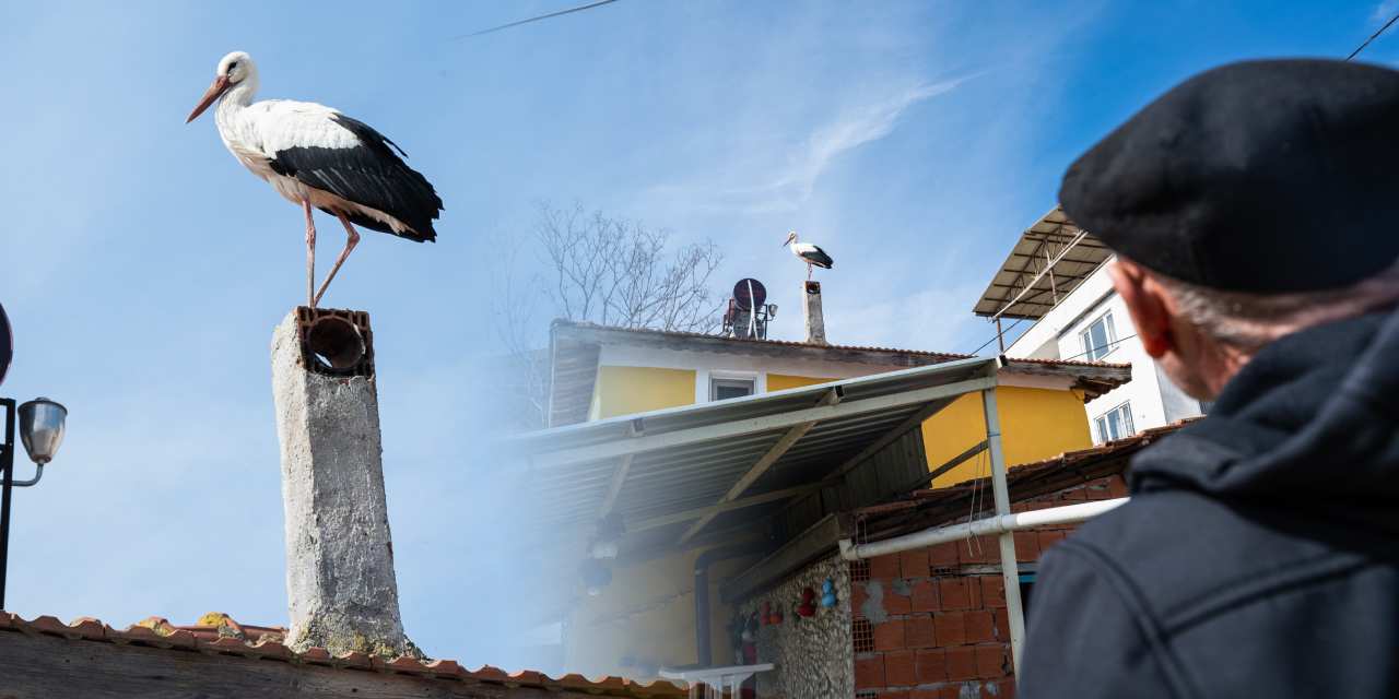 Yaren leyleğin eşi Nazlı yuvasına geldi!