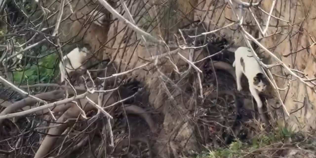 Mahsur kaldığını sanıp alarma geçtiler! Sevimli kedinin ekiplere sürprizi görenleri gülümsetti