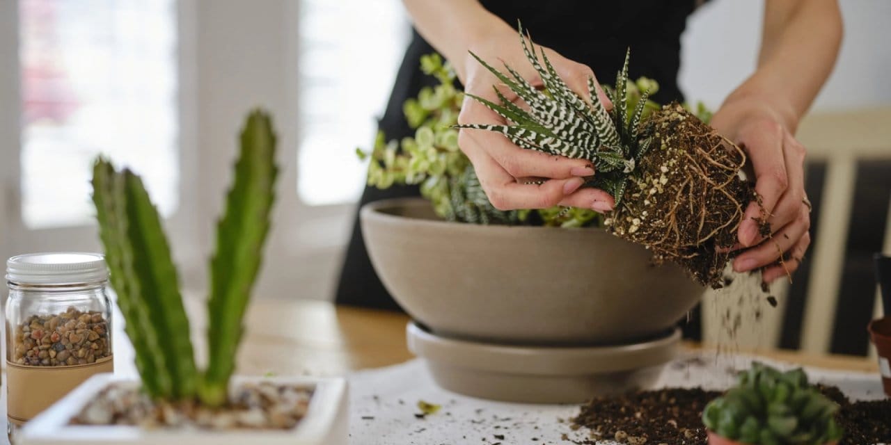 Çiçeklerin saksı değiştirme zamanı geldi