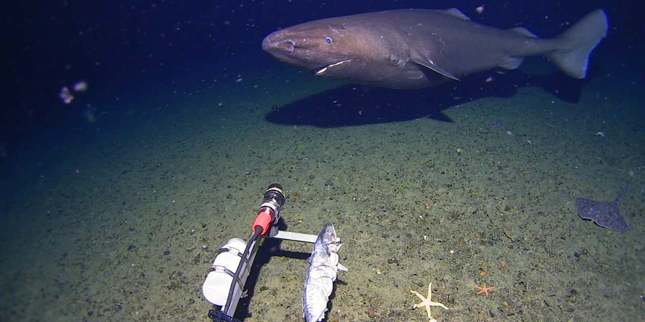 Antarktika'da 490 metre derinlikte ilk kez görüldü: Dengeleri değiştirecek görüntü