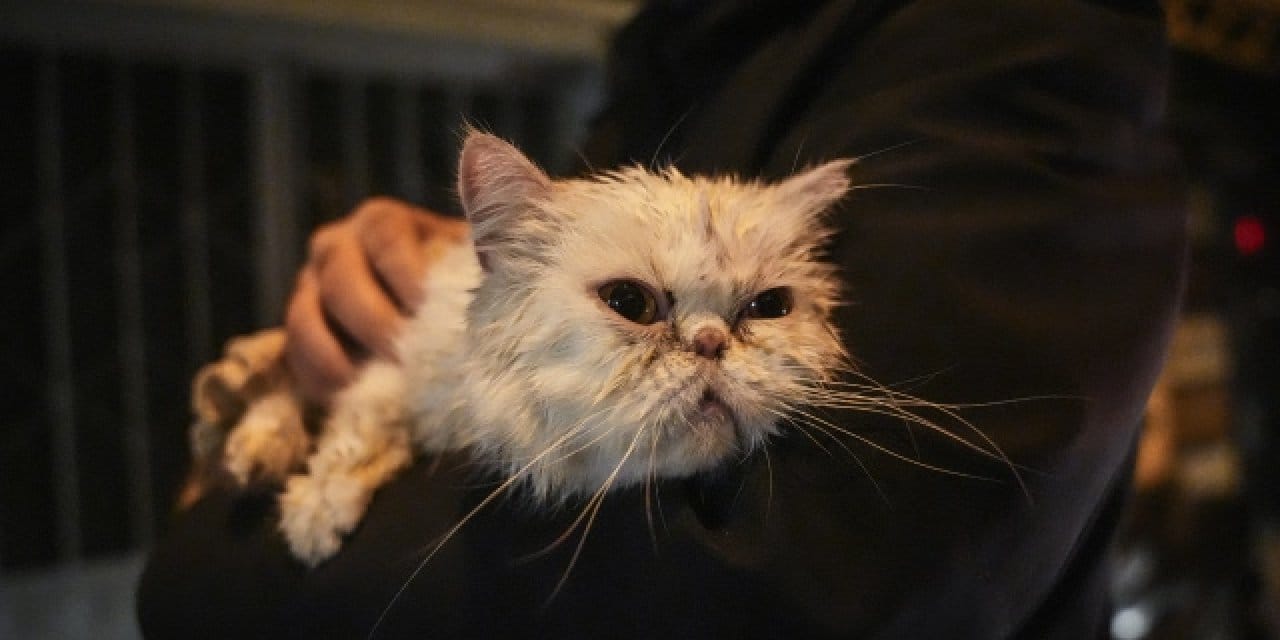 Fatih’de bina yangını: Fenalaşan kedi kurtarıldı