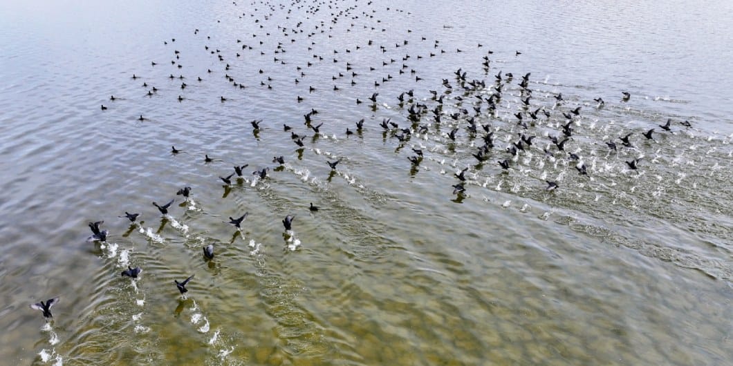 Kuraklık gölü kurutmuş 'Kuş Cenneti' kaybolmuştu: Kuşlar yeniden geliyor
