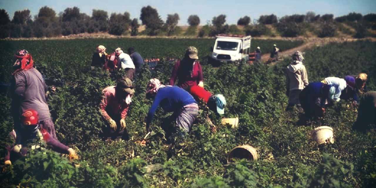 Çiftçilere ödemeler bugün yapılacak: Resmi açıklama geldi