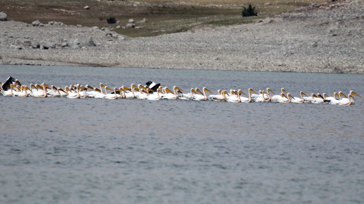 Göç yolundaki ak pelikanlar Konya'da mola verdi