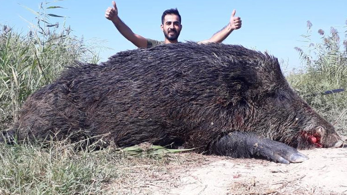 Aydın'da 300 kilogramlık domuz vuruldu