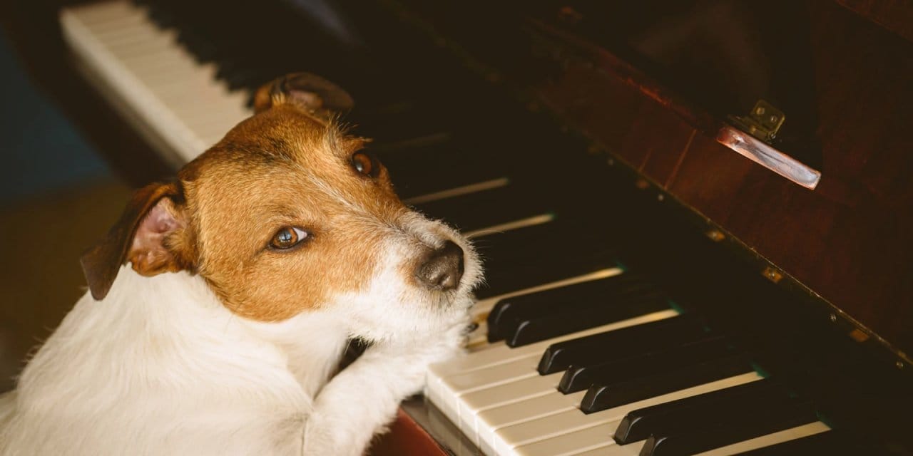 Evcil hayvan kokusunu gidermek için uzman onaylı ipuçları: