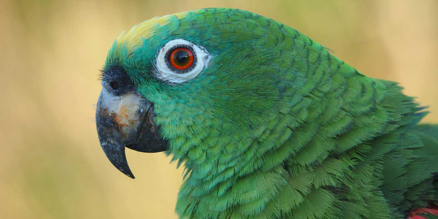 Ankara ve Yeşil Papağan istilası