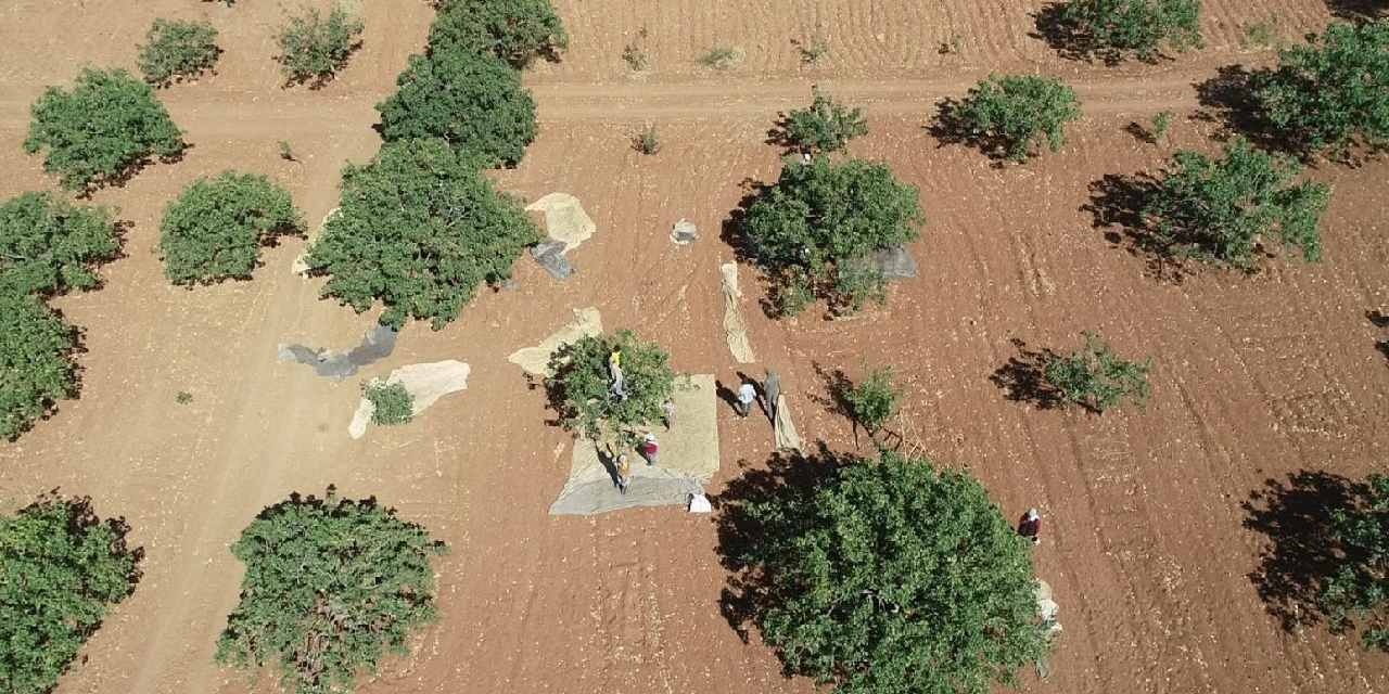 Yeşil altın olarak biliniyor: Bu yıl 120 bin ton rekolte bekleniyor