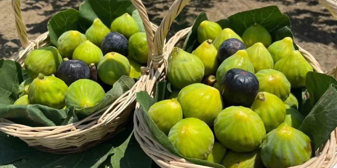 Türkiye inciri dünya listesinde 1 numara oldu