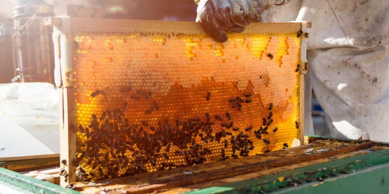 Ermiş Arıcılık’tan “bilinçli üretim” çağrısı