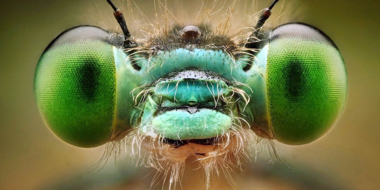 Sivrisinekler insan avına milyonlarca yıl önce başlamış: Tarihin ilk ısırıkları ortaya çıktı