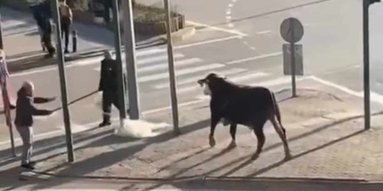 Çiftlikten kaçan boğa paniğe neden oldu