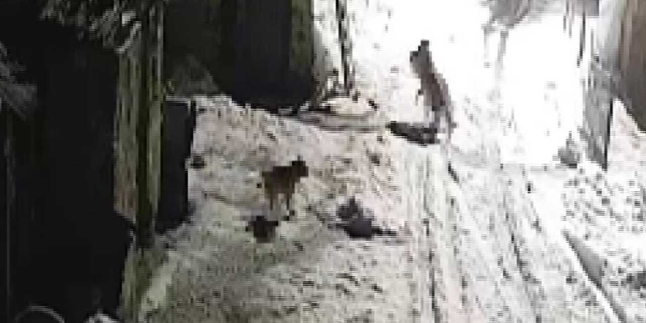 Kurtlar köye indi: Köpeği yaralayıp kaçırdı