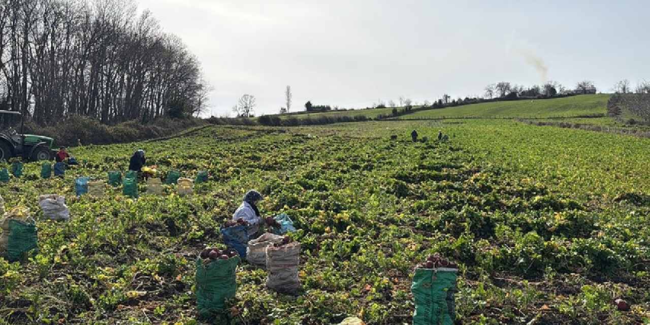 Samsun'da hasadı başladı: Çamurun içinden tek tek çıkarılıyor