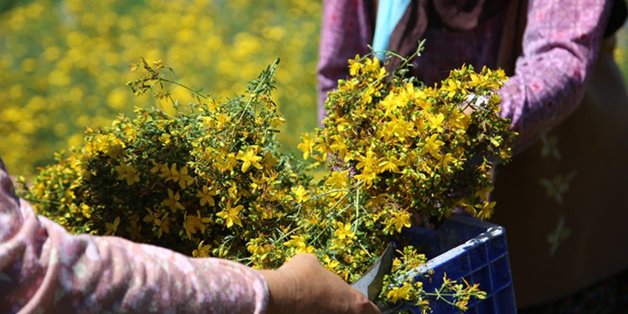 Yol kenarında kendiliğinden yetişiyor: Toplayan için altın değerinde