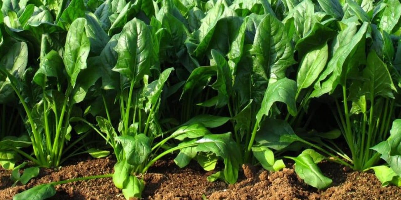 Sağlıklı sandığınız o sebzeler pestisit bombası olabilir