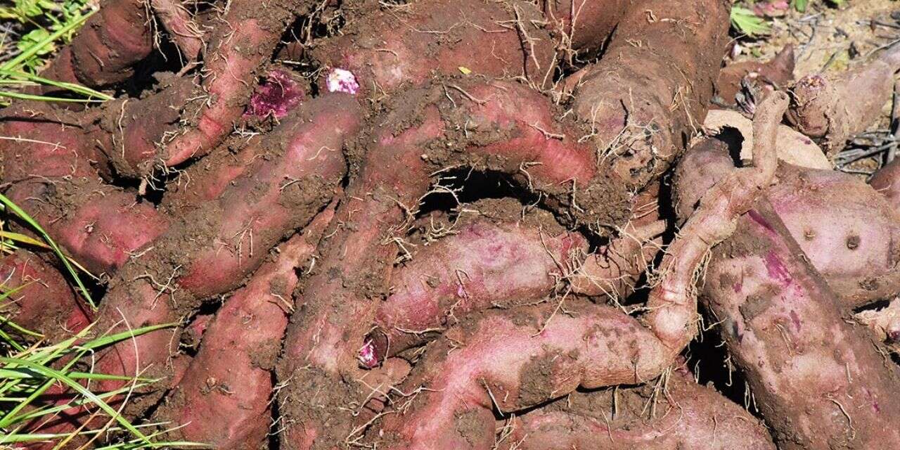 Bu 9 gıdayı sofranızdan eksik etmeyin: Şifa deposu, iltihabın kökünü kazıyorlar