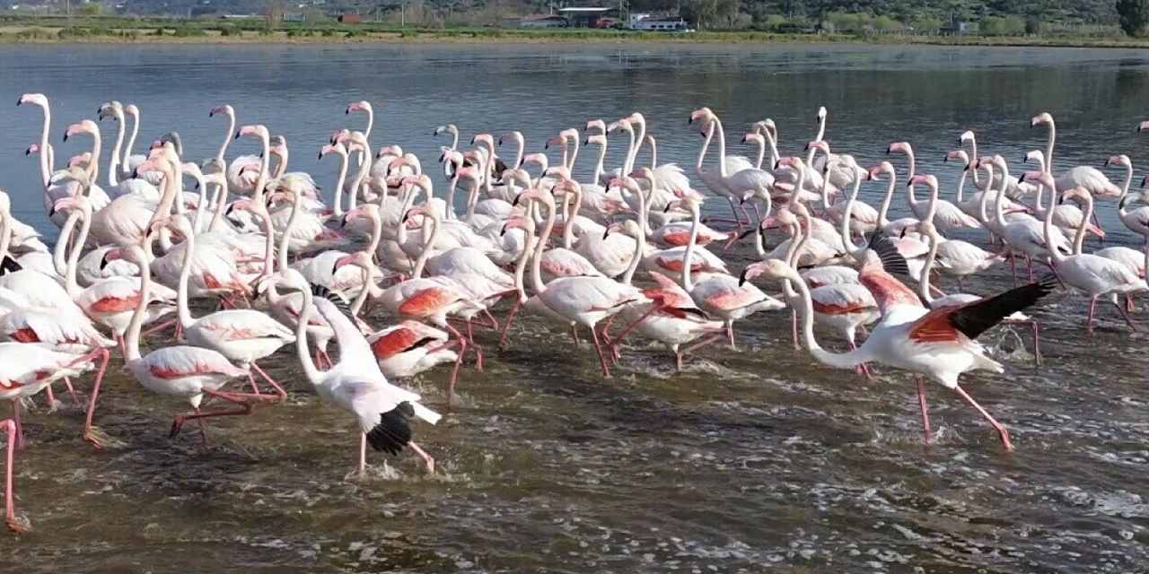 Tarlalar su altında kalınca akın ettiler