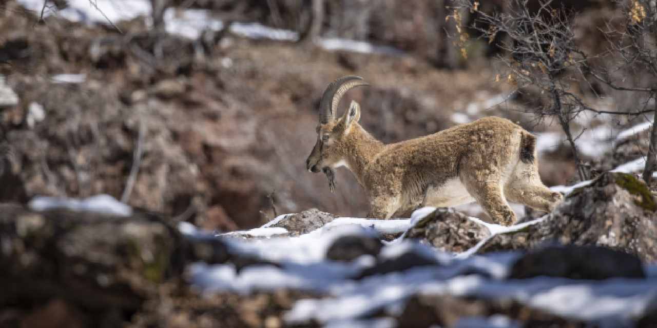 Tunceli'de görüntülendi: Kırmızı listede bulunuyor