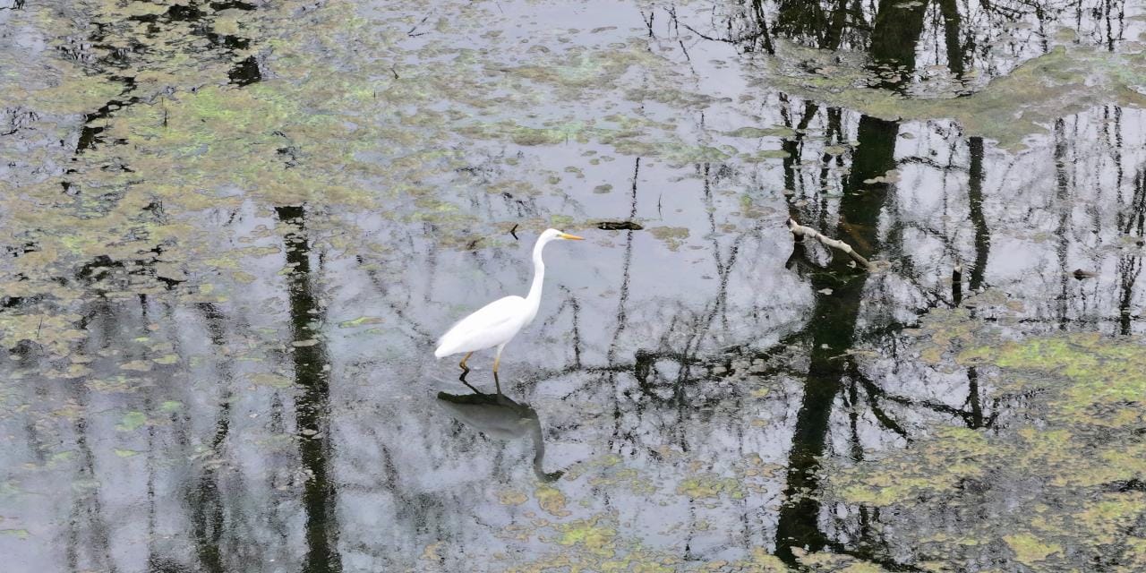 Su 'yok' denecek kadar azdı: Kuraklıktan çıkıp hayat buldu