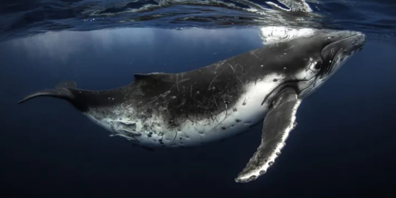 200 yıl yaşayan balinalar insan hayatını uzatabilir