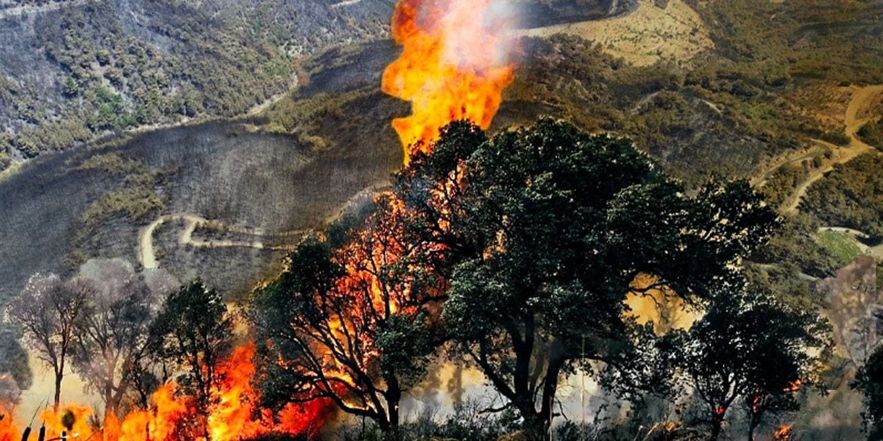 Orman yangınlarının bilançosu ortaya çıktı: Yalova kadar orman kül oldu