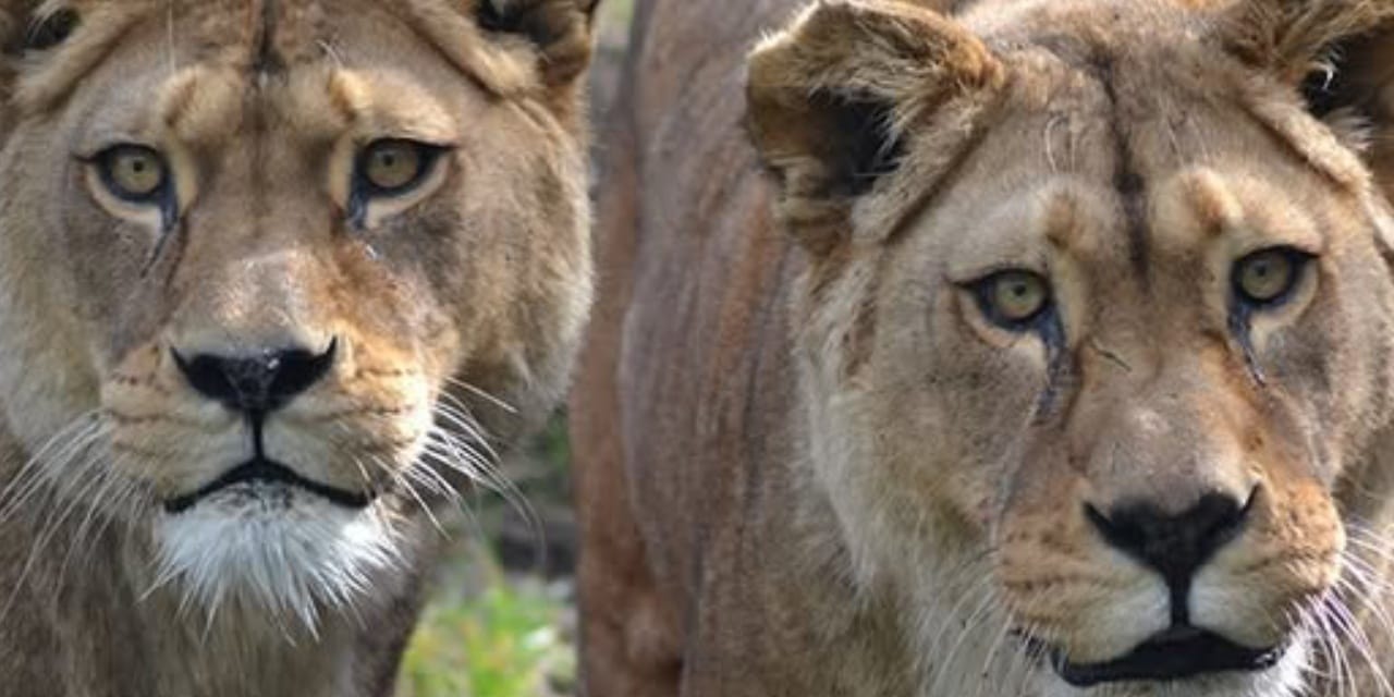 Acı karar: Vahşi dünyanın son nadir aslanları hayatını kaybetti