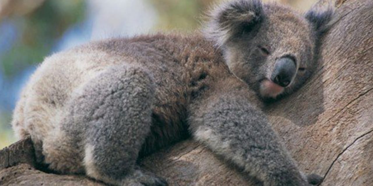 Kaybolan genleriyle yeniden doğabilirler